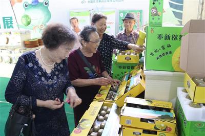 江西奉新 以果為媒，以文塑旅——第二屆獼猴桃文化旅游節(jié)賦能鄉(xiāng)村振興